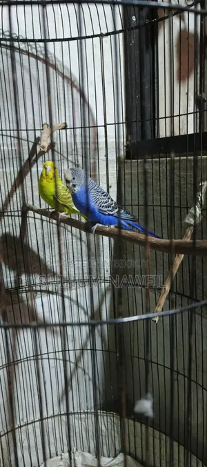 বাজরিগার পাখি বিক্রি হবে