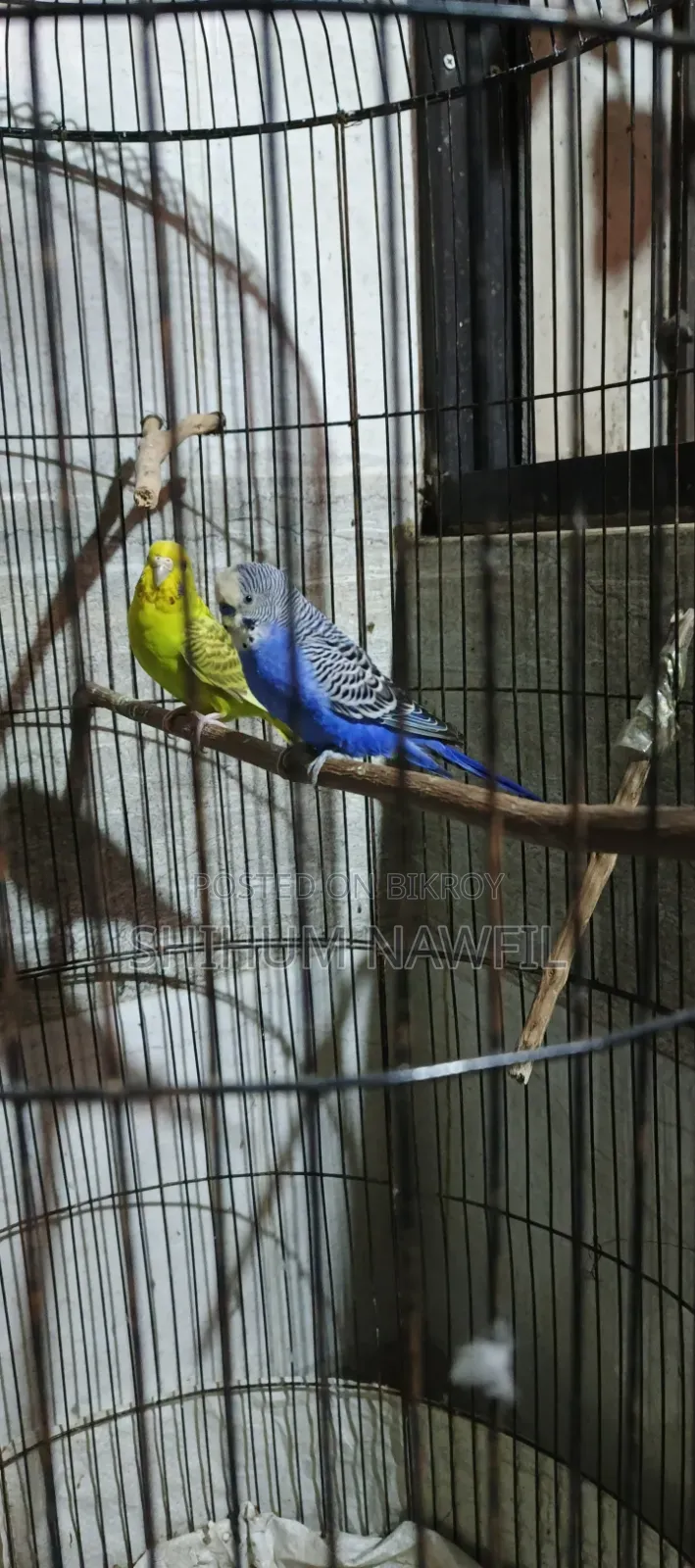 বাজরিগার পাখি বিক্রি হবে