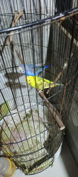 বাজরিগার পাখি বিক্রি হবে