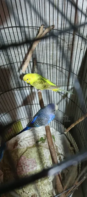 বাজরিগার পাখি বিক্রি হবে