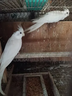 Albino Cockatiel