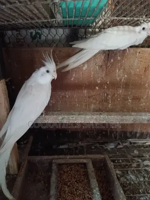 Albino Cockatiel