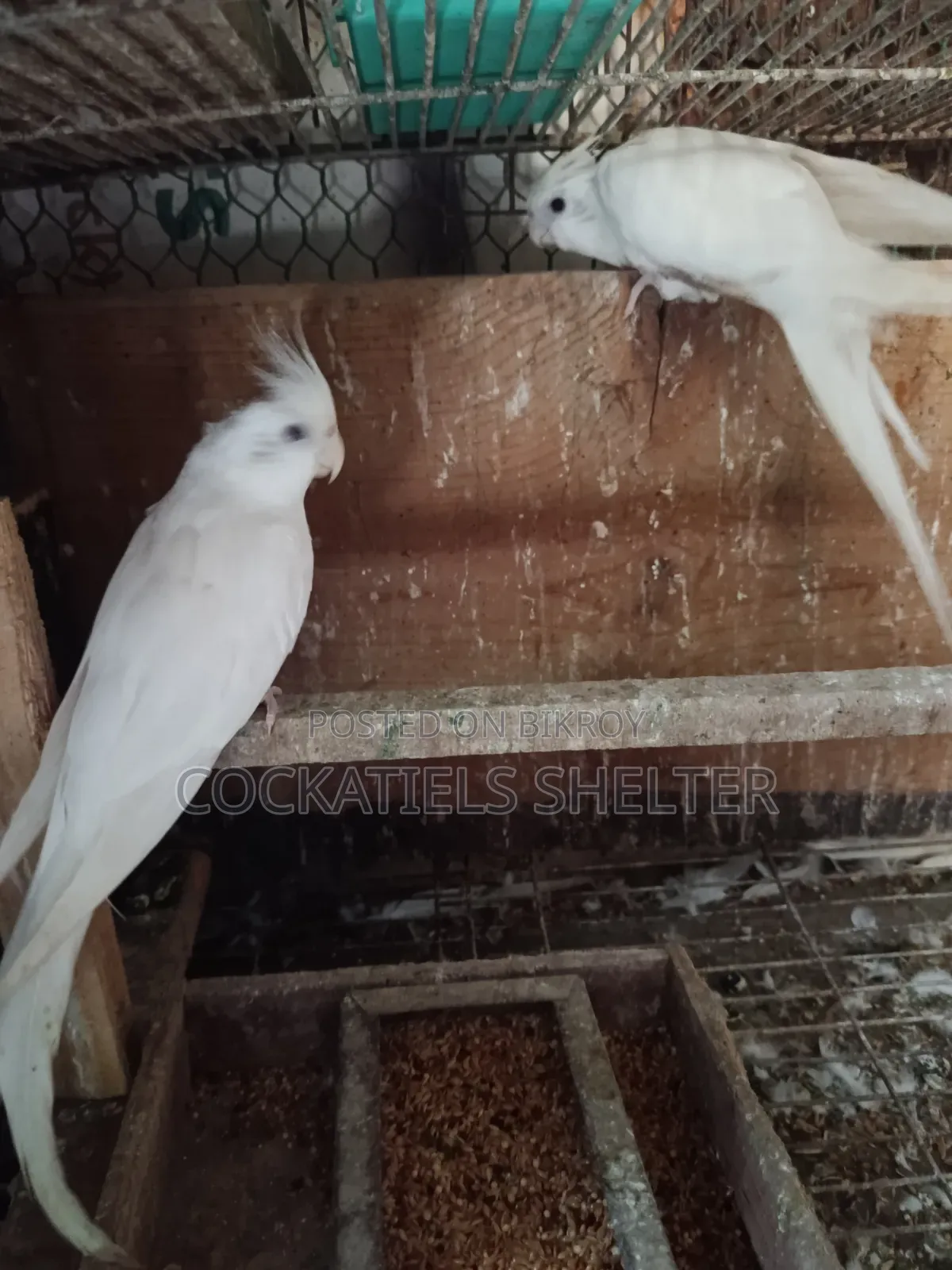 Albino Cockatiel
