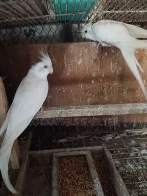Albino Cockatiel