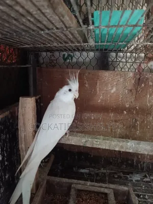 Albino Cockatiel
