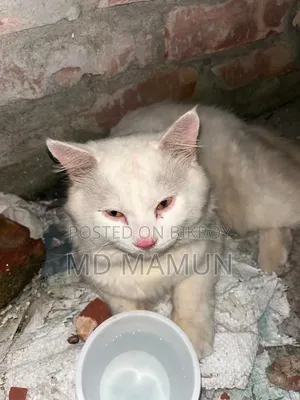6-12 months Female Purebred Persian