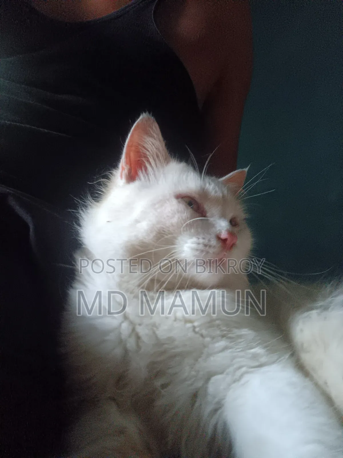 6-12 months Female Purebred Persian
