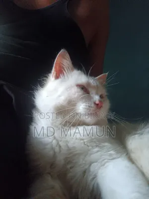 6-12 months Female Purebred Persian