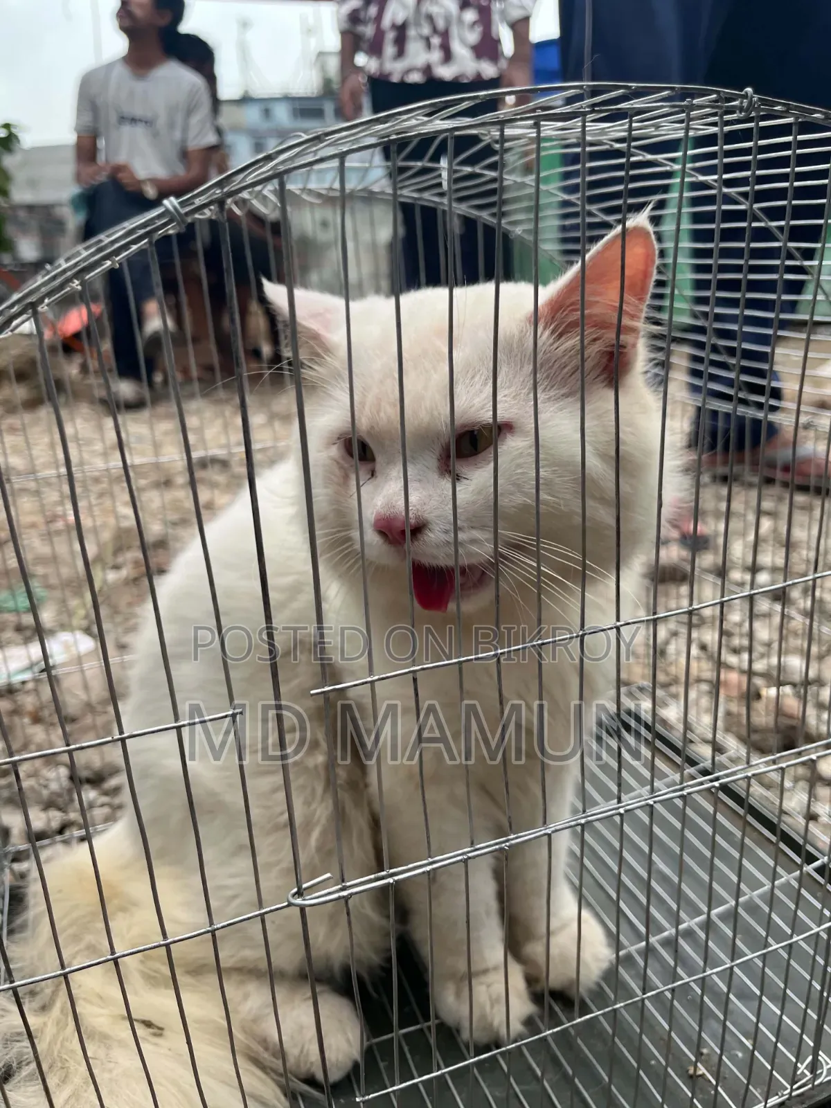 6-12 months Female Purebred Persian