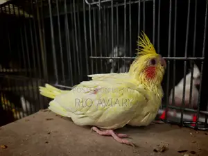 লুটিনো পার্ল ককাটেল বেবী