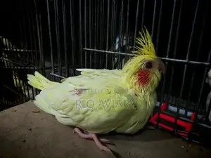 লুটিনো পার্ল ককাটেল বেবী