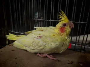 লুটিনো পার্ল ককাটেল বেবী