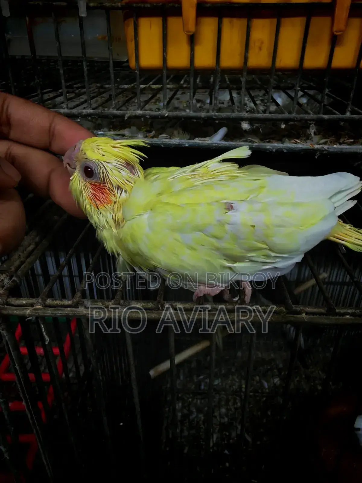 লুটিনো পার্ল ককাটেল বেবী