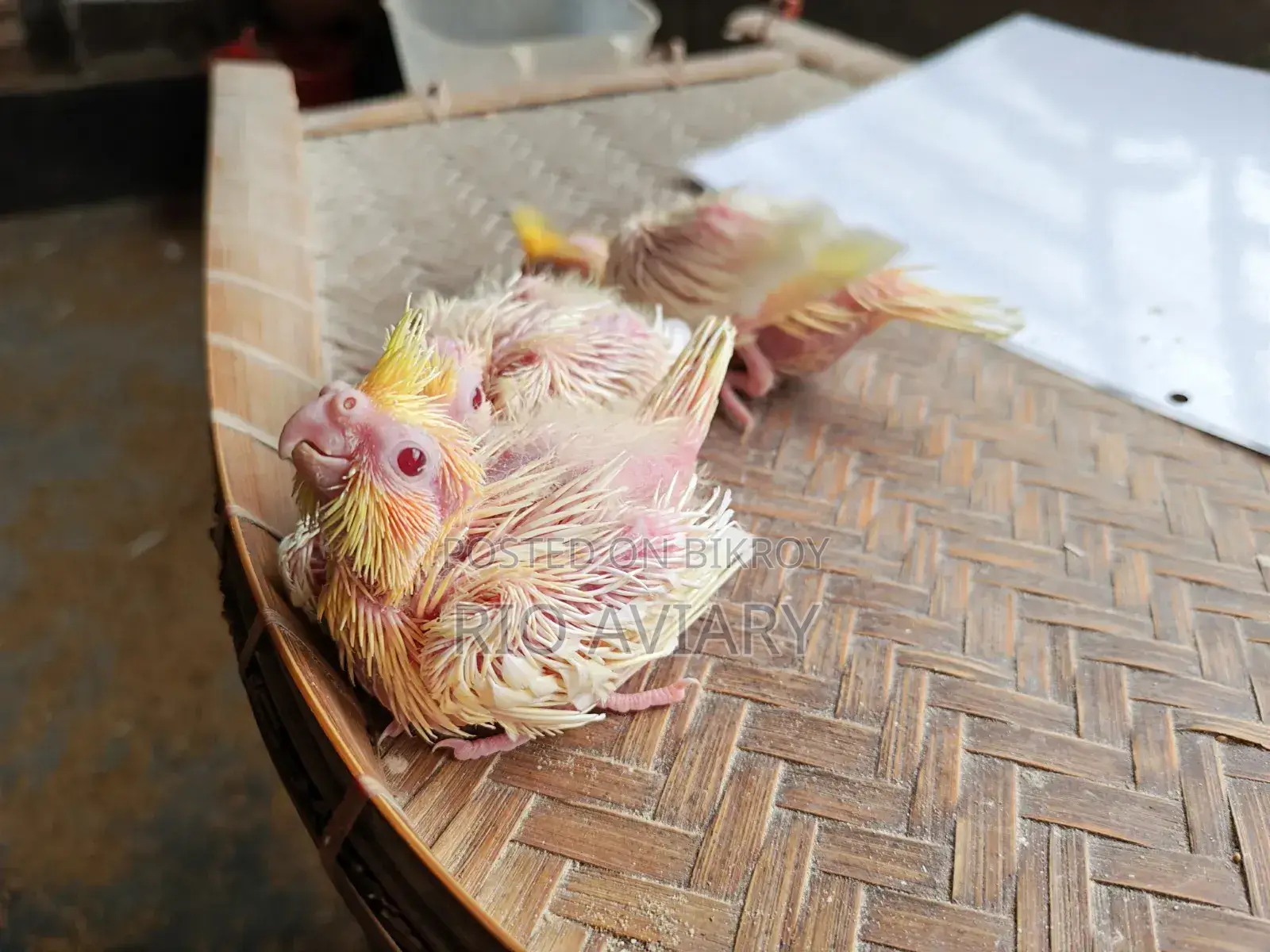 লুটিনো পার্ল ককাটেল বেবী