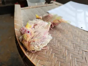 লুটিনো পার্ল ককাটেল বেবী