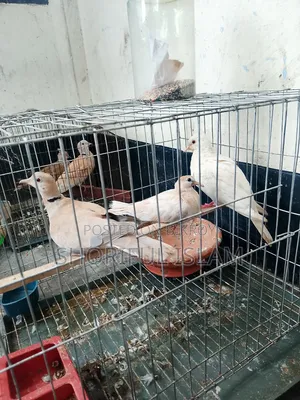 দুই জোড়া অস্ট্রেলিয়ান রানিং ঘুঘু বিক্রি হবে
