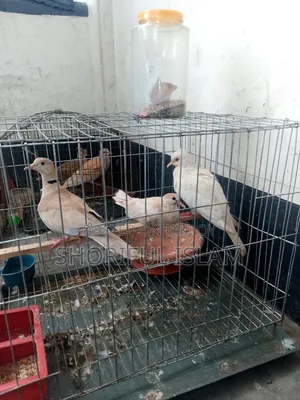 দুই জোড়া অস্ট্রেলিয়ান রানিং ঘুঘু বিক্রি হবে