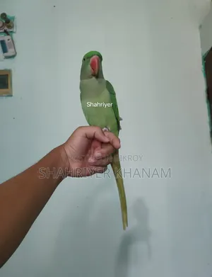 ফুল টেম চন্দনা, বয়স:২২ মাস।