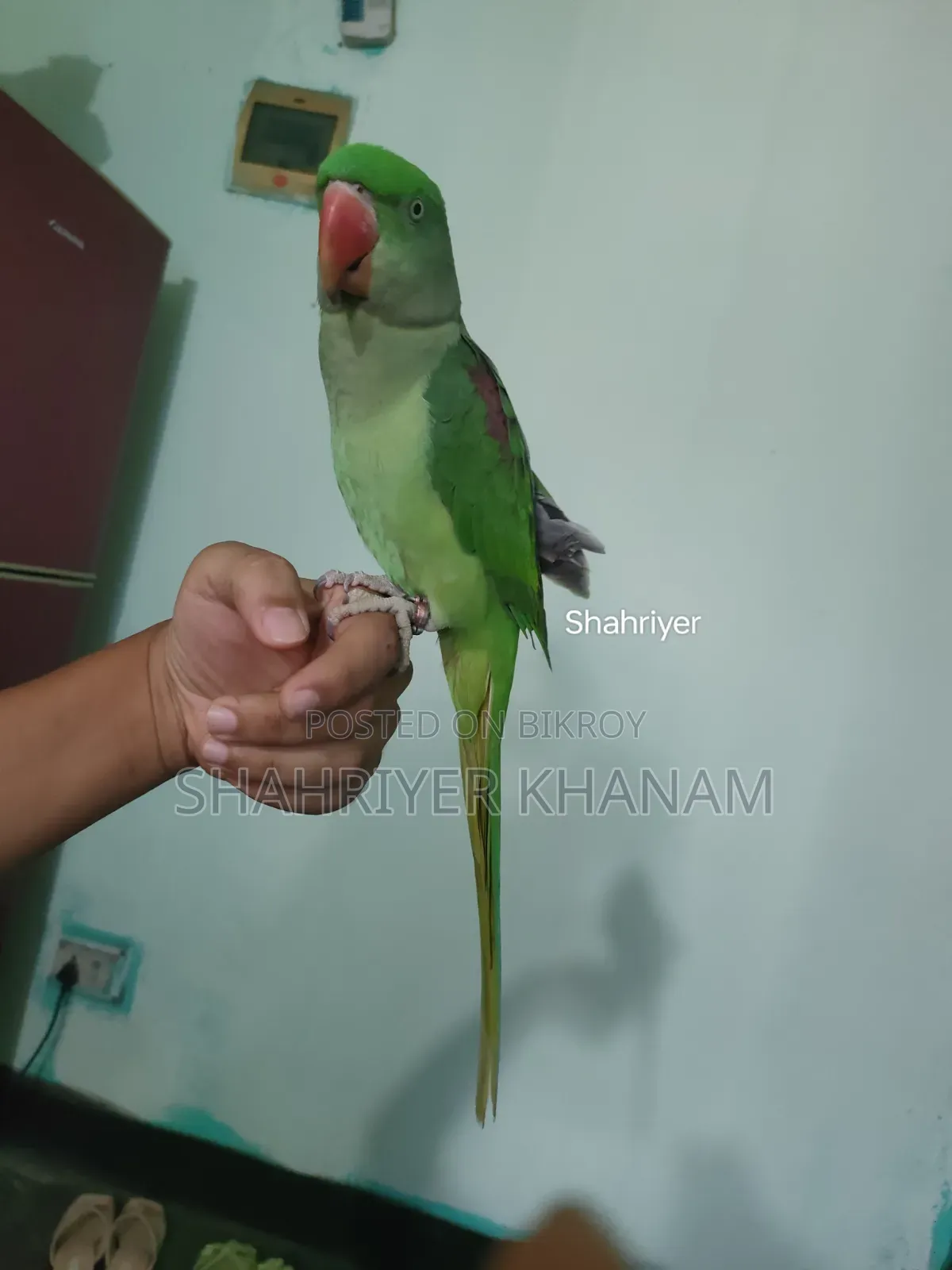 ফুল টেম চন্দনা, বয়স:২২ মাস।