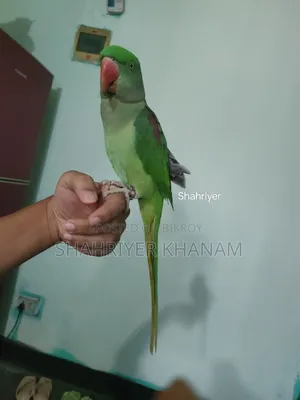 ফুল টেম চন্দনা, বয়স:২২ মাস।