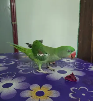 ফুল টেম চন্দনা, বয়স:২২ মাস।