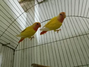 Love Bird Red Head Operline