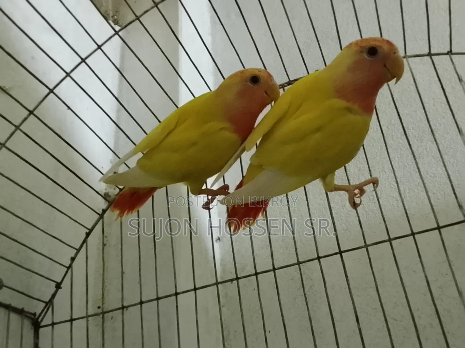 Love Bird Red Head Operline