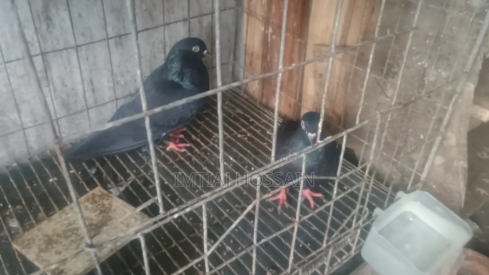 ১ জোড়া কালো কবুতর বিক্রি করবো