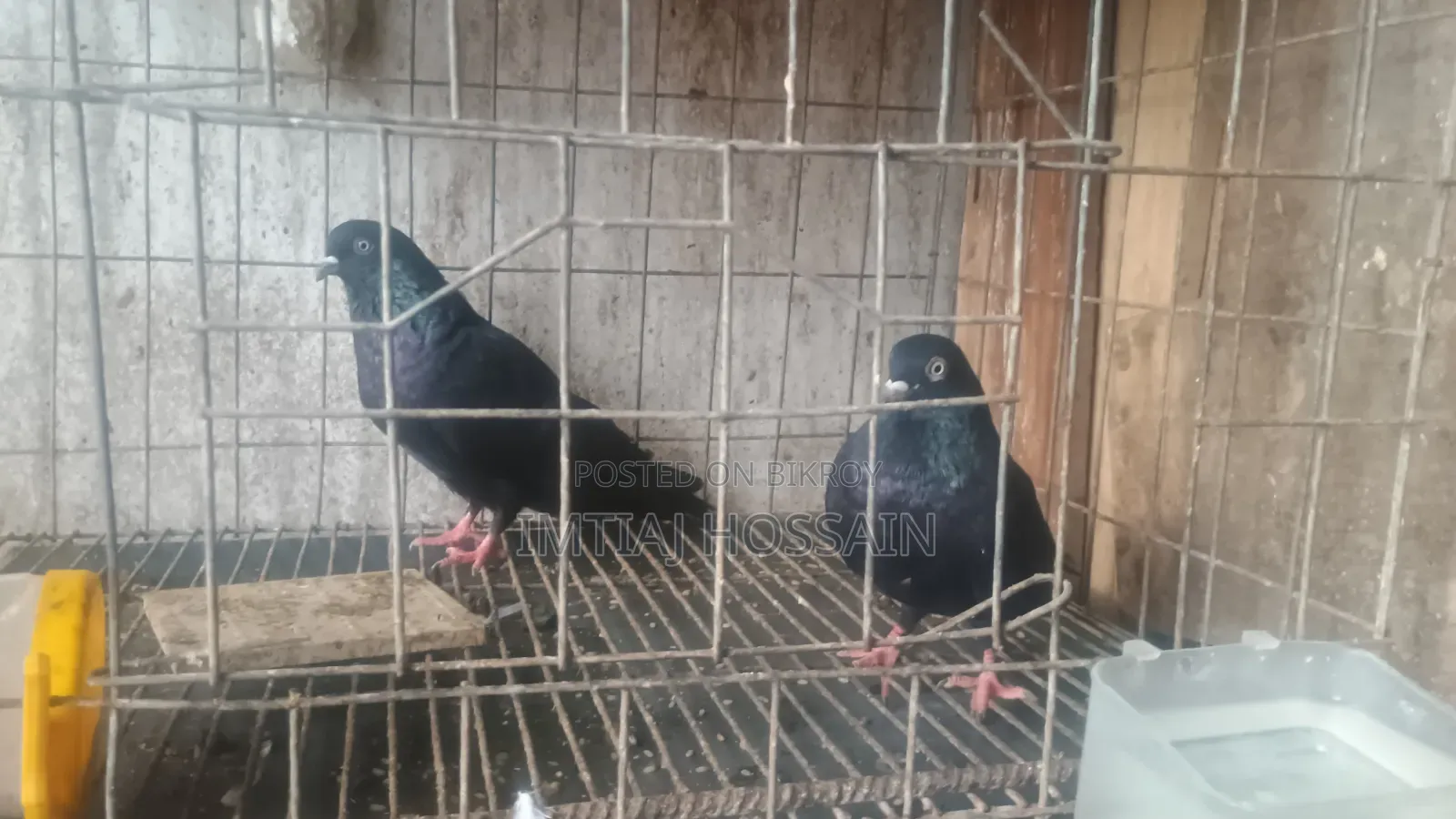 ১ জোড়া কালো কবুতর বিক্রি করবো