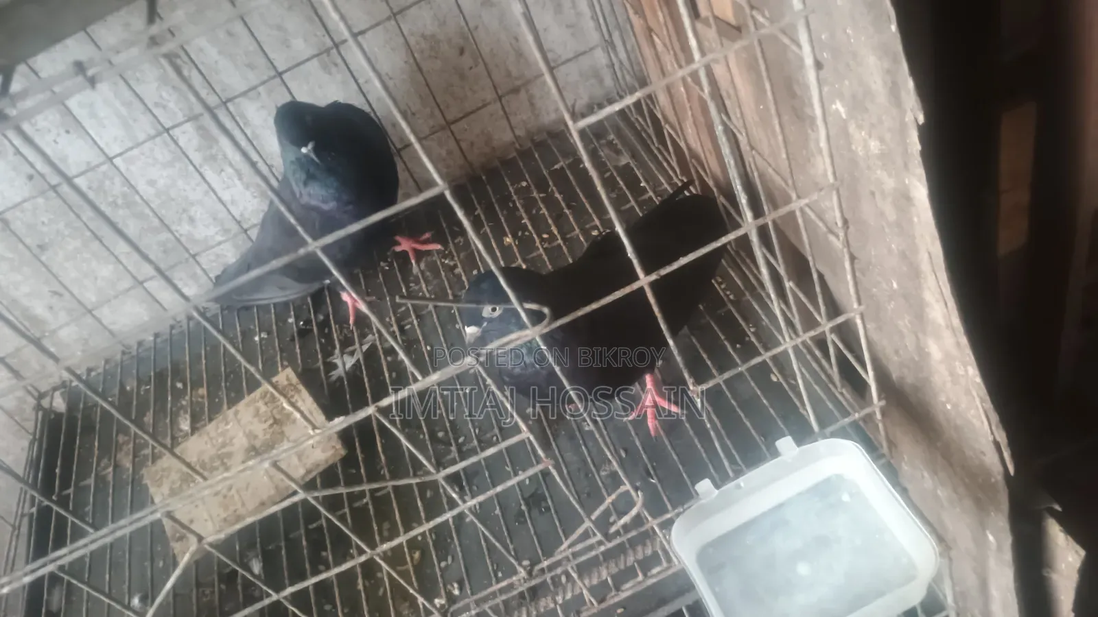 ১ জোড়া কালো কবুতর বিক্রি করবো