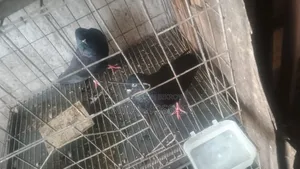 ১ জোড়া কালো কবুতর বিক্রি করবো