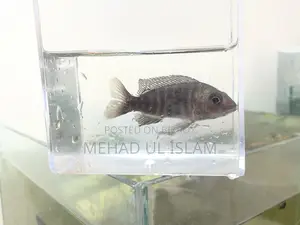 ওবি পিকক সিচলিড ফিশ ব্ল্যাক এন্ড হোয়াইট