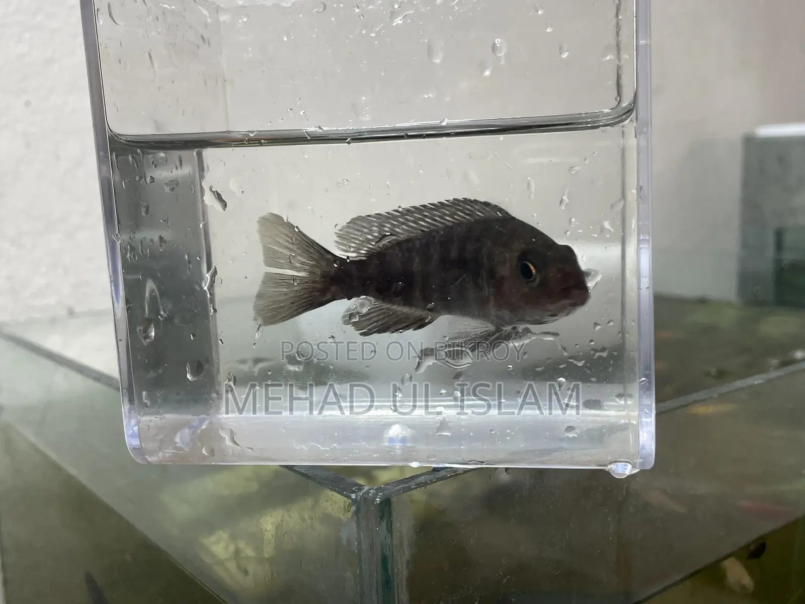 ওবি পিকক সিচলিড ফিশ ব্ল্যাক এন্ড হোয়াইট