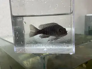 ওবি পিকক সিচলিড ফিশ ব্ল্যাক এন্ড হোয়াইট