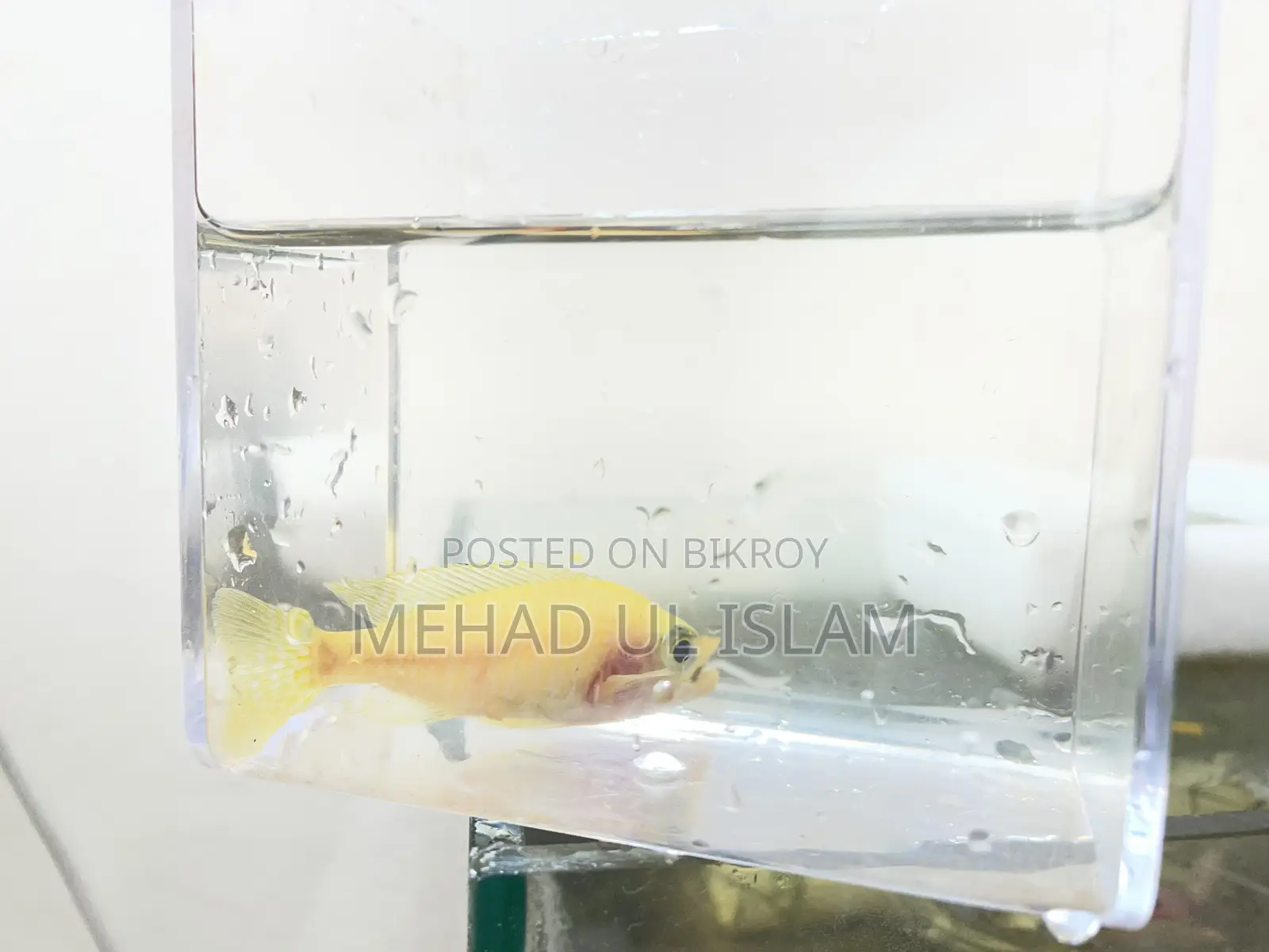 ওবি পিকক সিচলিড ফিশ ব্ল্যাক এন্ড হোয়াইট