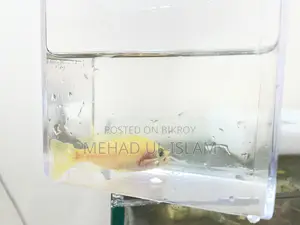 ওবি পিকক সিচলিড ফিশ ব্ল্যাক এন্ড হোয়াইট