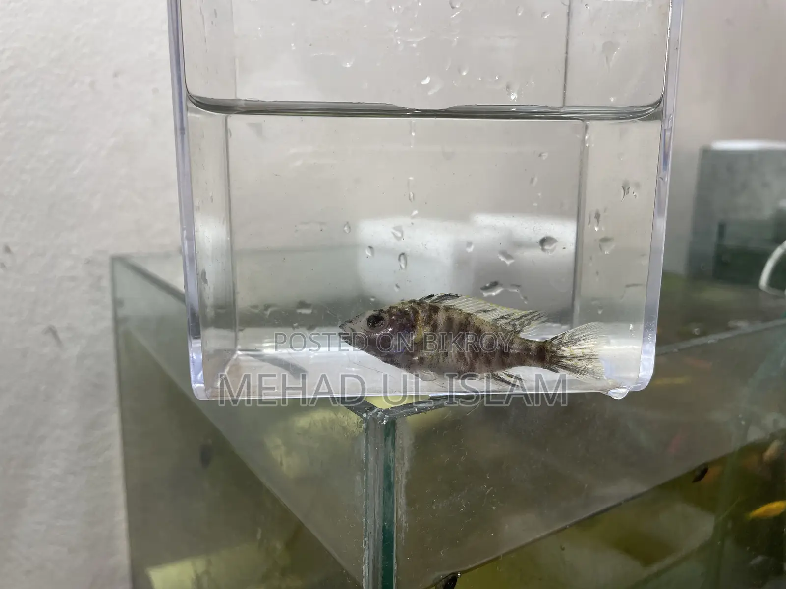 ওবি পিকক সিচলিড ফিশ ব্ল্যাক এন্ড হোয়াইট