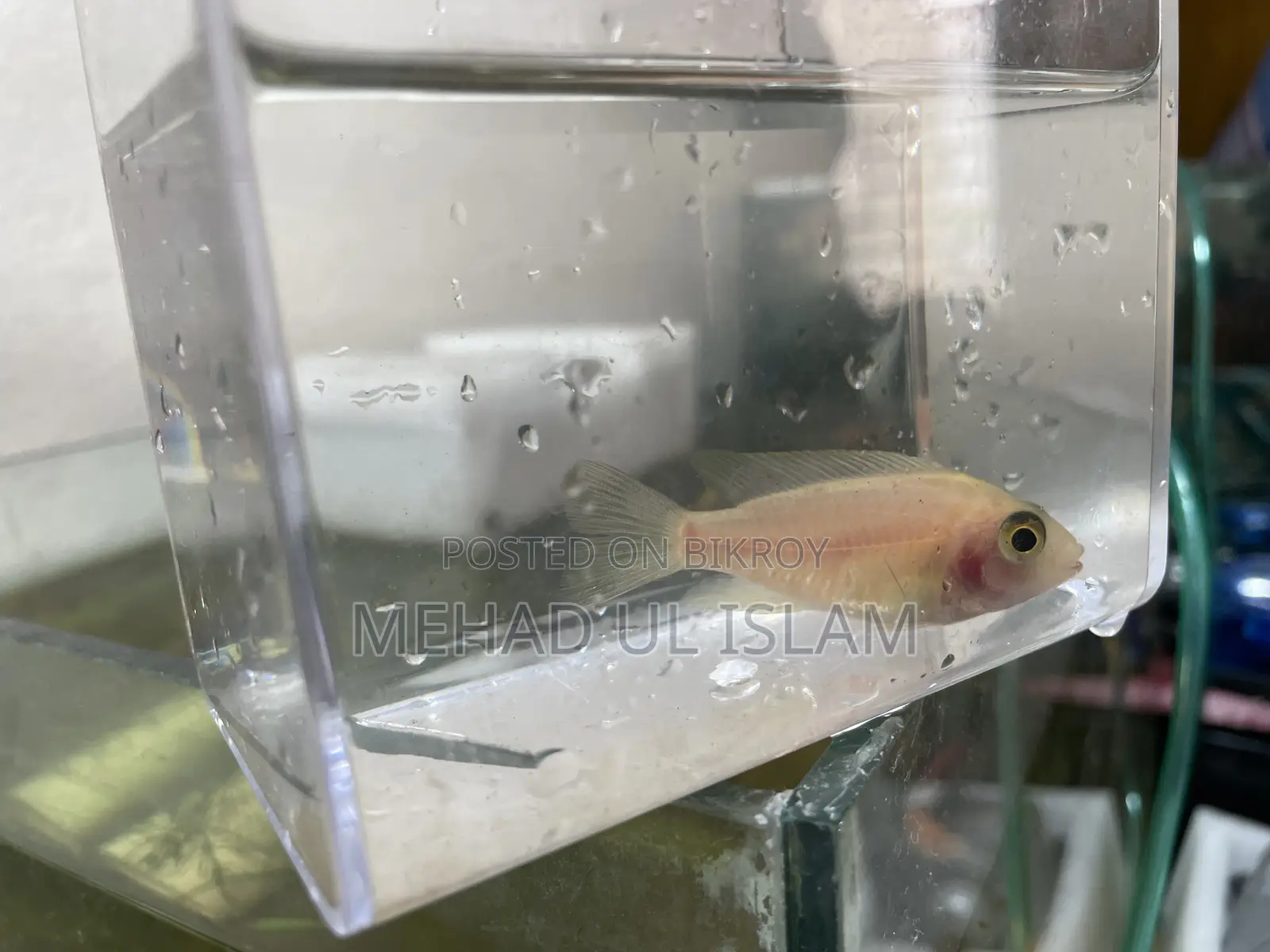 ওবি পিকক সিচলিড ফিশ ব্ল্যাক এন্ড হোয়াইট