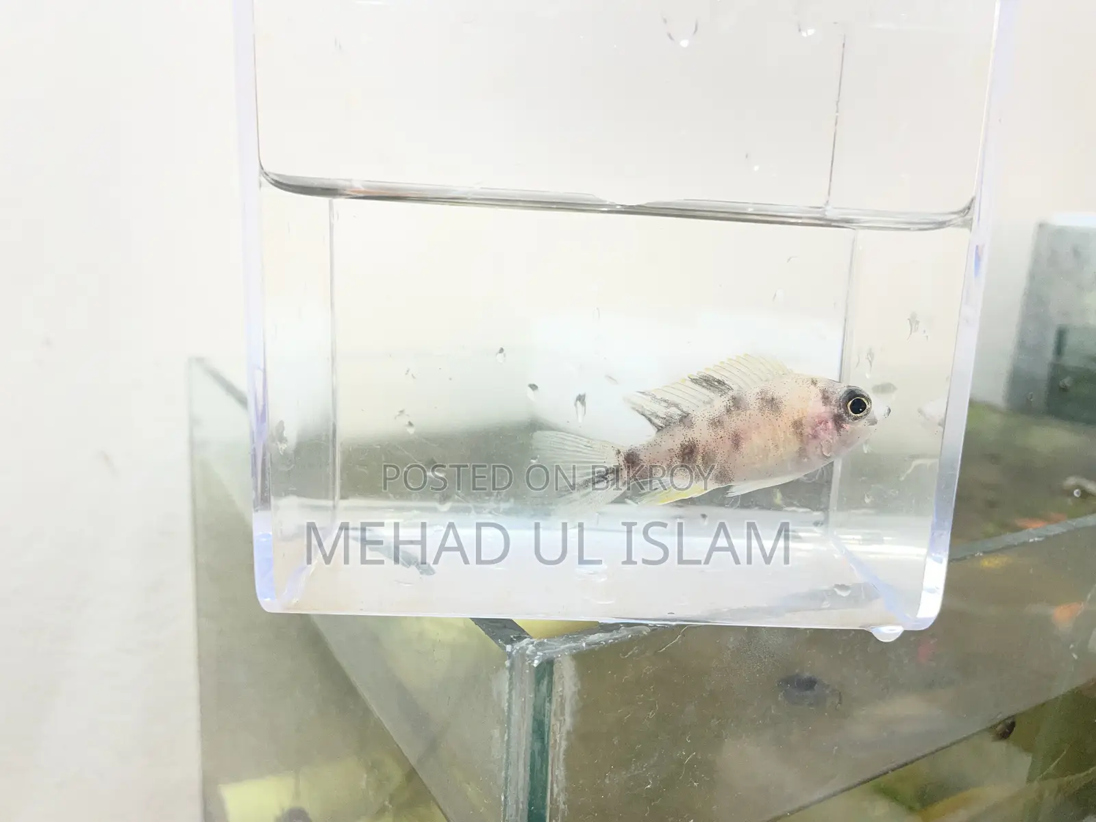 ওবি পিকক সিচলিড ফিশ ব্ল্যাক এন্ড হোয়াইট