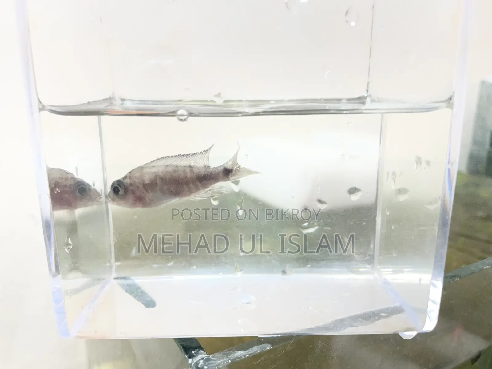 ওবি পিকক সিচলিড ফিশ ব্ল্যাক এন্ড হোয়াইট