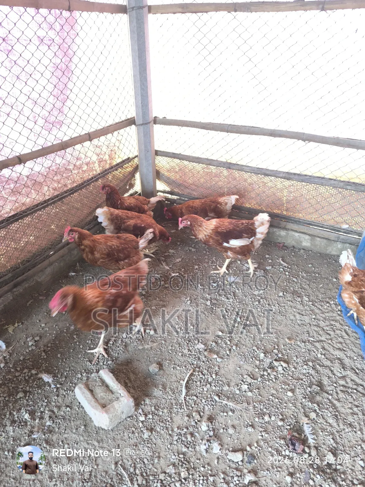 লেয়ার মুরগী