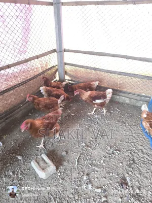লেয়ার মুরগী