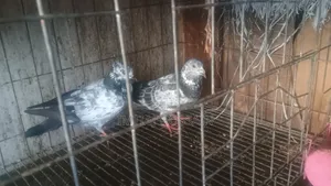 ১ জোড়া মিক্সড কালার কবুতর বিক্রি করবো