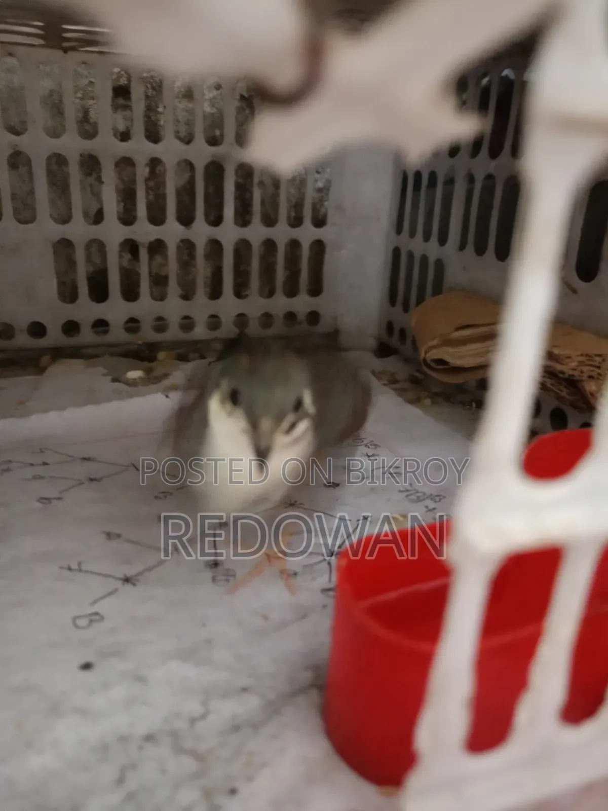 King Quial New Adult Male for Sell