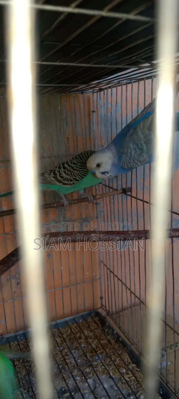 1 Pair Budgerigar