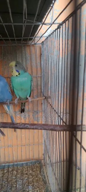 1 Pair Budgerigar