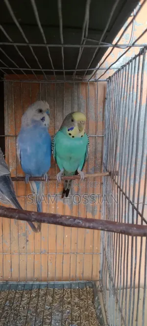 1 Pair Budgerigar