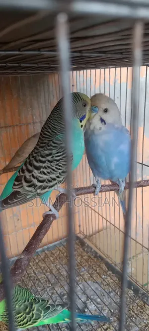 1 Pair Budgerigar