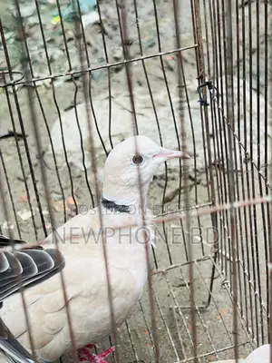 ঘুঘু পাখি রানিং ডিম বাচ্চা করে
