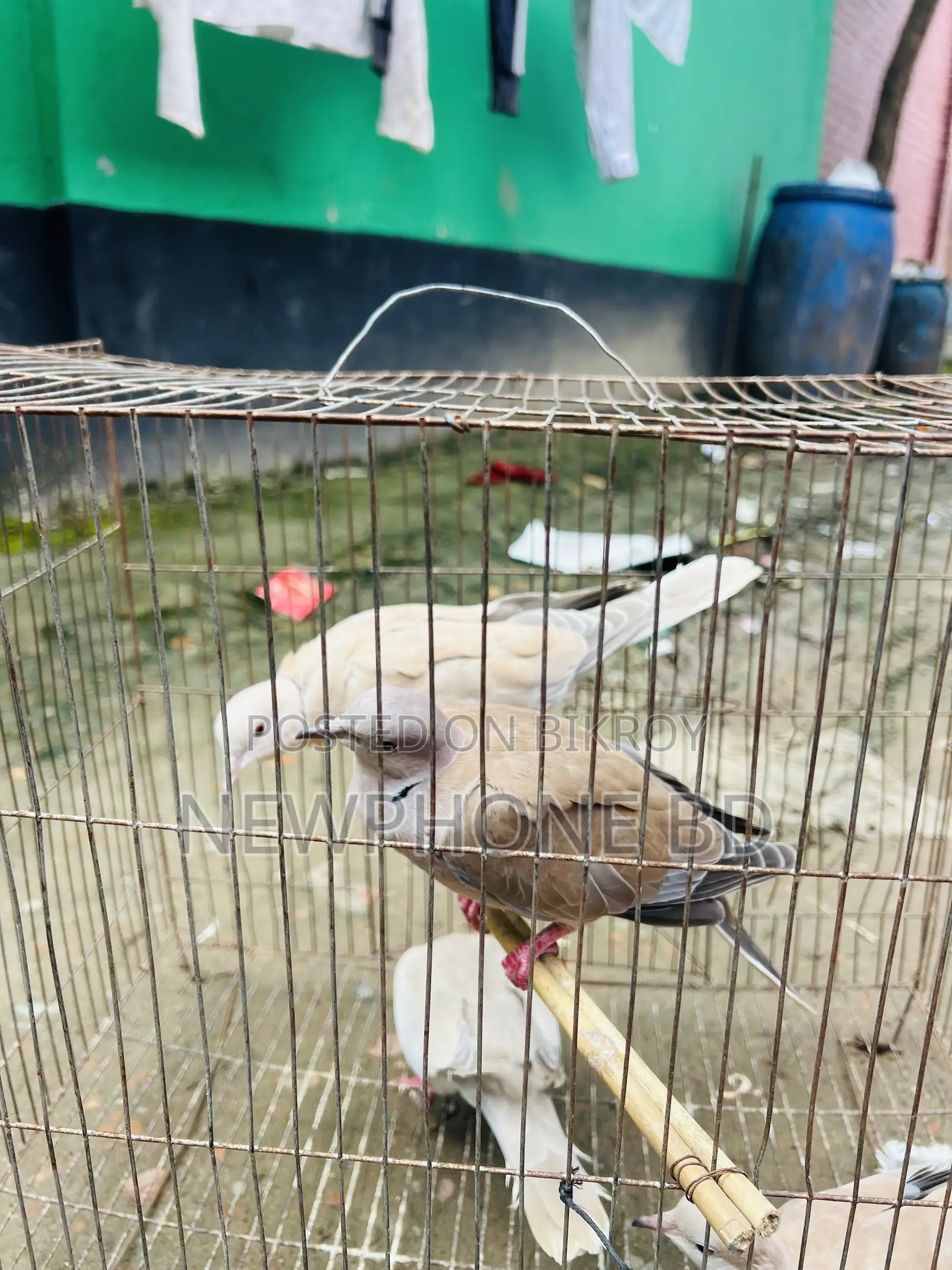 ঘুঘু পাখি রানিং ডিম বাচ্চা করে